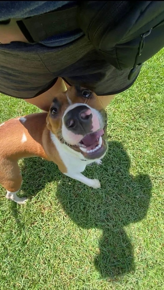Bridget # BAC-A-138671, an adoptable Black Mouth Cur in Mineville, NS, B2Z 1K8 | Photo Image 4