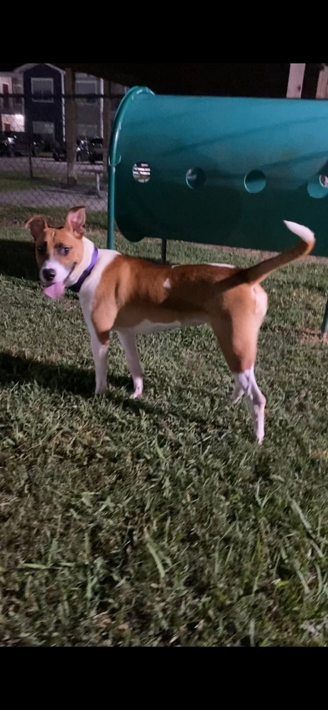 Bridget # BAC-A-138671, an adoptable Black Mouth Cur in Mineville, NS, B2Z 1K8 | Photo Image 5