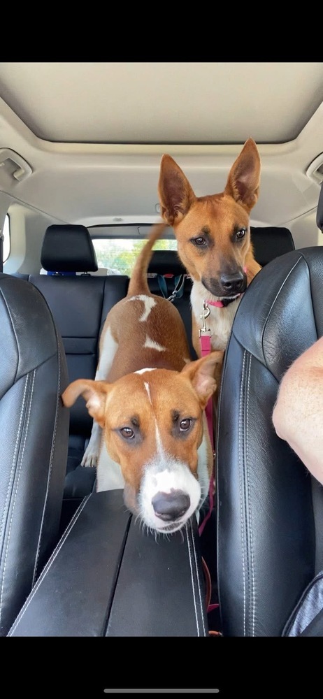 Bridget # BAC-A-138671, an adoptable Black Mouth Cur in Mineville, NS, B2Z 1K8 | Photo Image 6