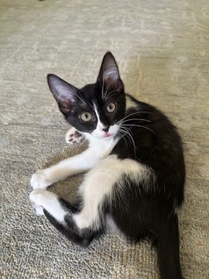 Dottie, Baby Female unknown