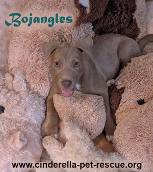 Bojangles