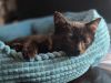 Weebit photo 1