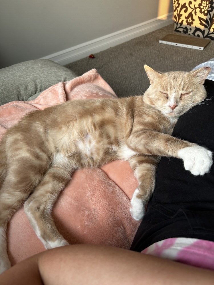 Merlin