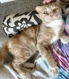 Merlin photo 2