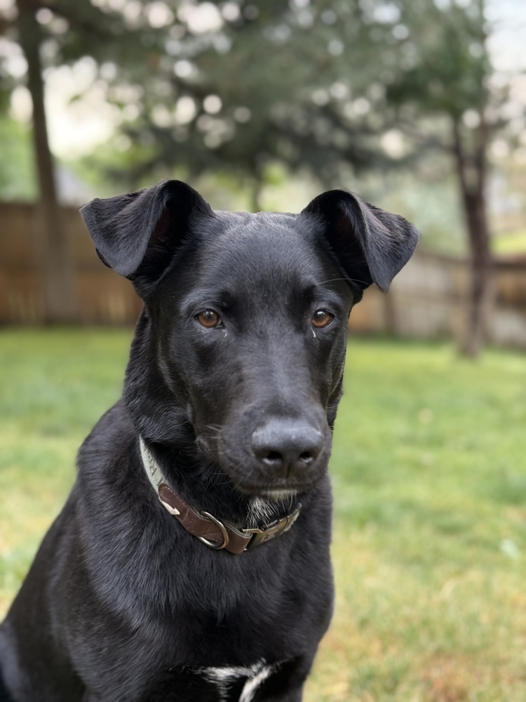 ARCHER