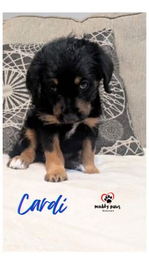 Crazy Day Litter: Cardi