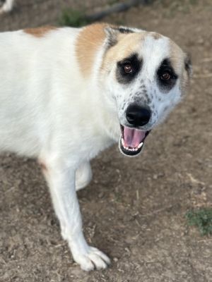 Olaf