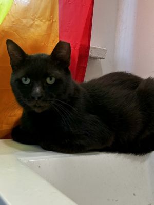 Charlie, Adult Male unknown