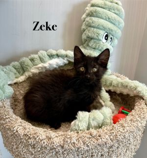 Zeke, Baby Male unknown