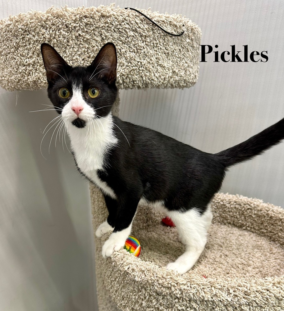 Pickles