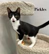 Pickles photo 1