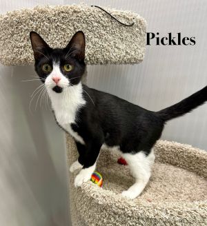 Pickles, Baby Female unknown