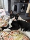 Pickles photo 2