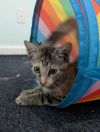 Zazu photo 1