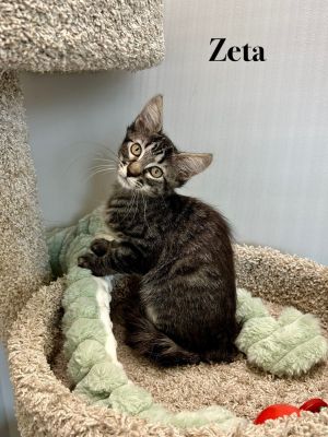 Zeta, Baby Female unknown