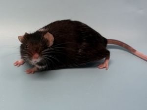 Catfish, Adult Female unknown