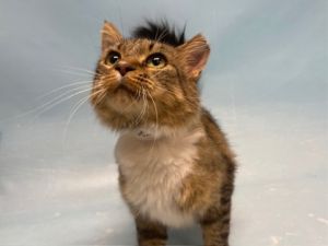 Freya, Adult Female unknown