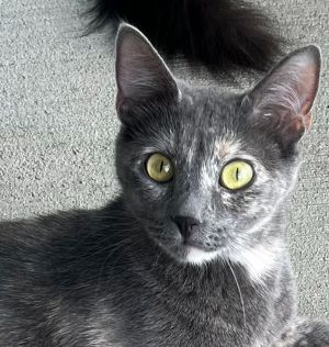 Kenza, Adult Female unknown