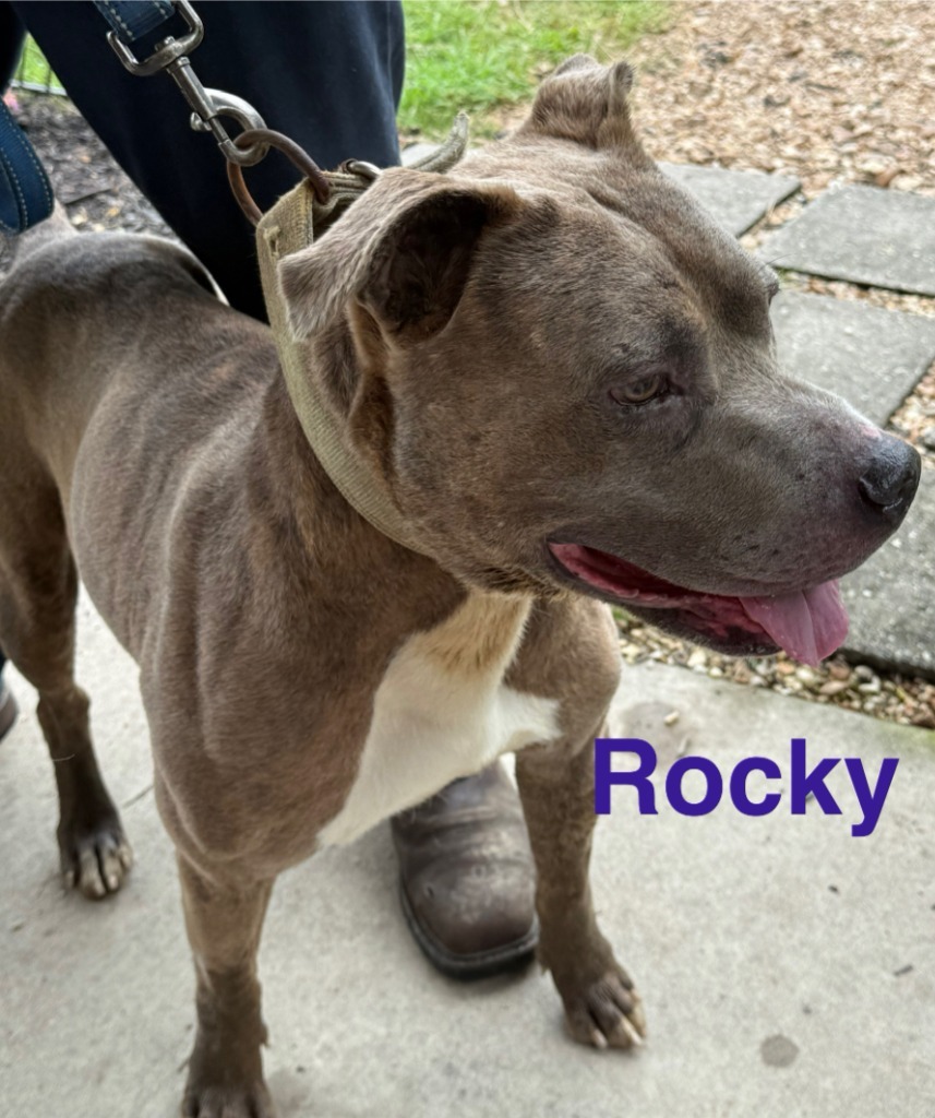 Rocky