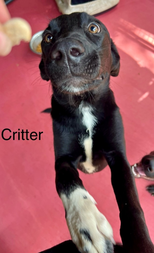 Critter