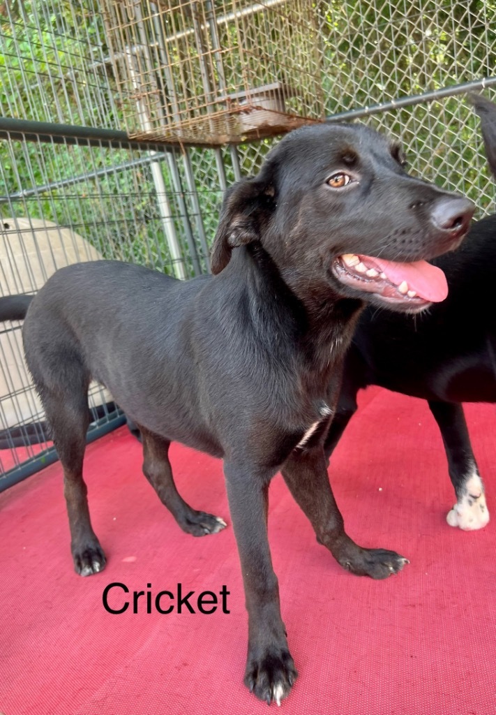 Cricket