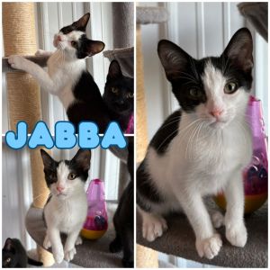 Jabba - SR4, Baby Male unknown