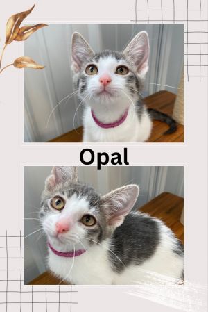 Opal, Baby Female unknown