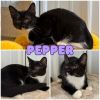 Pepper photo 1