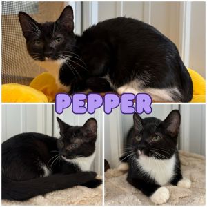 Pepper, Baby Female unknown