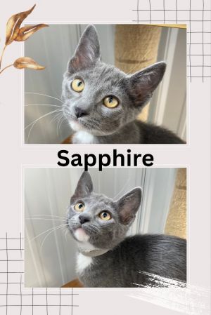 Sapphire, Baby Female unknown