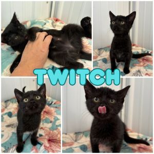Twitch, Baby Female unknown