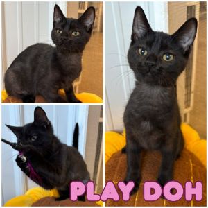 Play Doh - Silo, Baby Female unknown