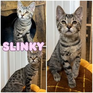 Slinky - Silo, Baby Female unknown