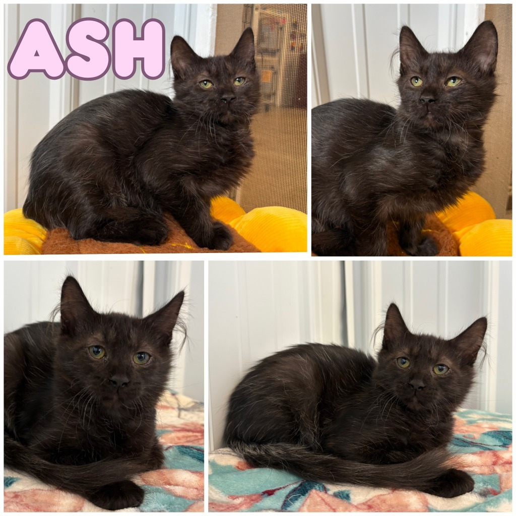 Ash