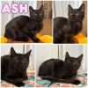 Ash photo 1