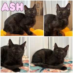 Ash, Baby Female unknown
