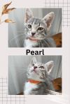 Pearl photo 1