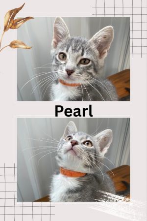 Pearl, Baby Female unknown