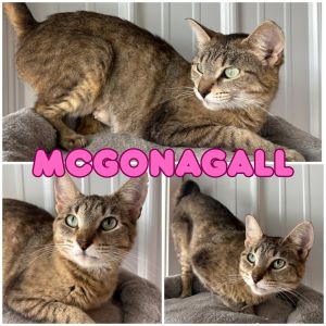 McGonagall, Adult Female unknown