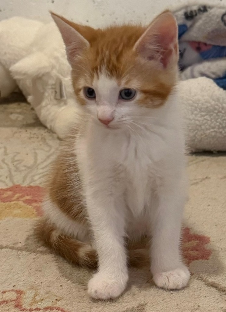 Mimosa