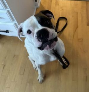 Buster - IN FOSTER TO ADOPT HOME!!, Young Male unknown