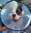 Buster - IN FOSTER TO ADOPT HOME!! photo 2