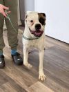 Buster - IN FOSTER TO ADOPT HOME!! photo 3