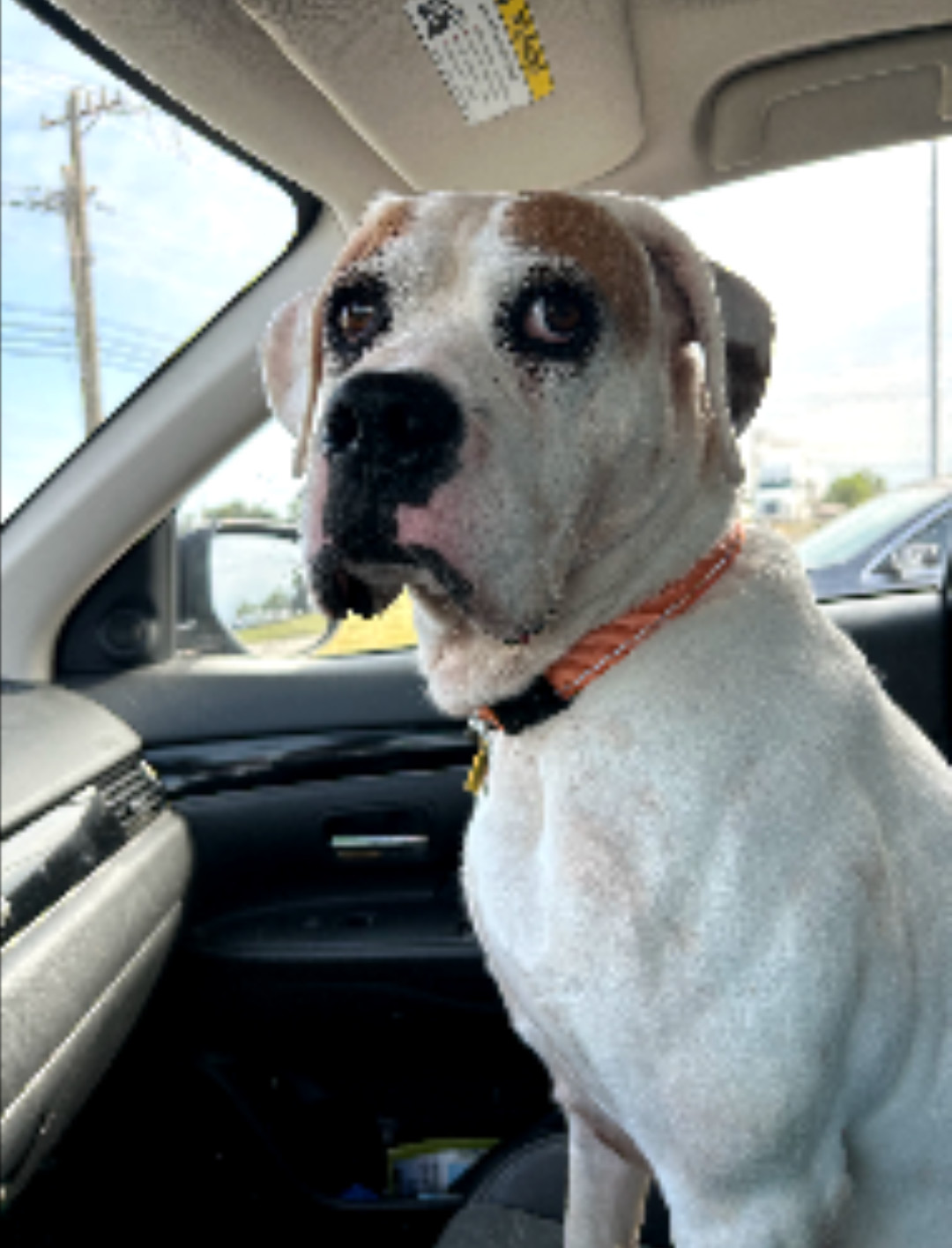 Spud - FOSTER OR ADOPT ME!!