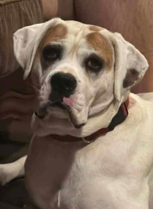 Spud - FOSTER OR ADOPT ME!!, Adult Male unknown
