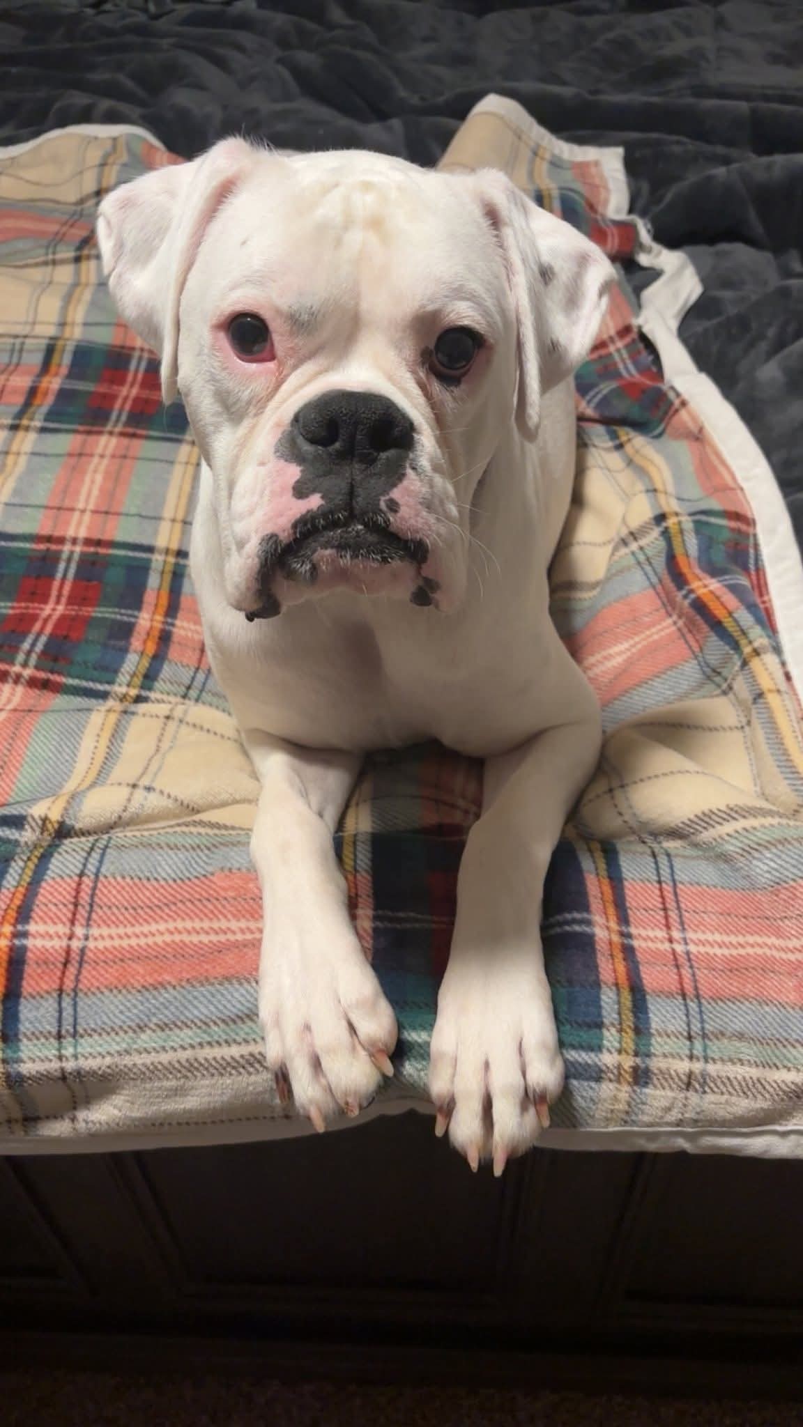 Coach - STARTING HEARTWORM TREATMENT SOON!!