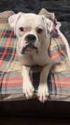 Coach - STARTING HEARTWORM TREATMENT SOON!! photo 1