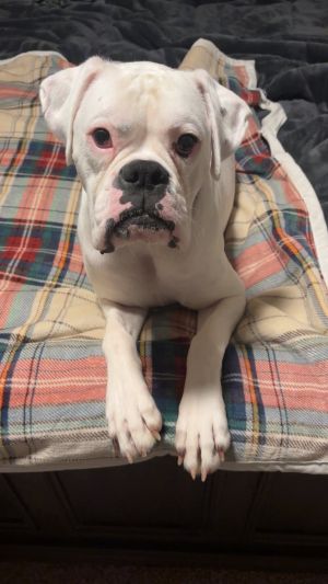Coach - STARTING HEARTWORM TREATMENT SOON!!, Young Male unknown