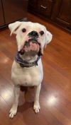 Coach - STARTING HEARTWORM TREATMENT SOON!! photo 2