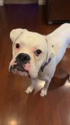 Coach - STARTING HEARTWORM TREATMENT SOON!! photo 3